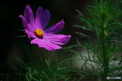harmony
