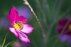 花と蜂