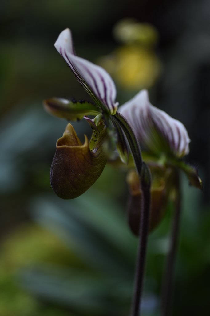 リーゼント兄ちゃんと再会