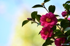 Camellia sasanqua