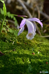 苔に恋して