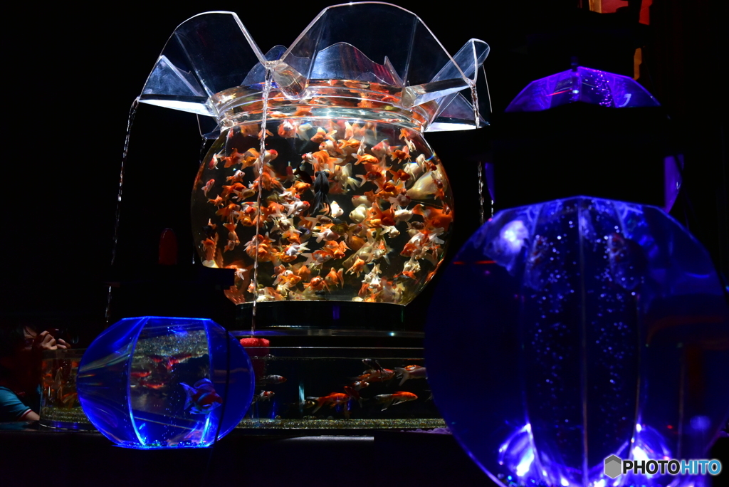 金魚