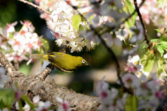 気分は春(ヒマラヤ桜とメジロ)3