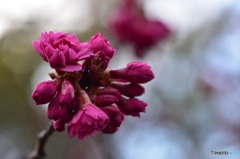 寒緋桜