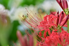 曼珠沙華