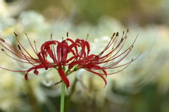 曼珠沙華