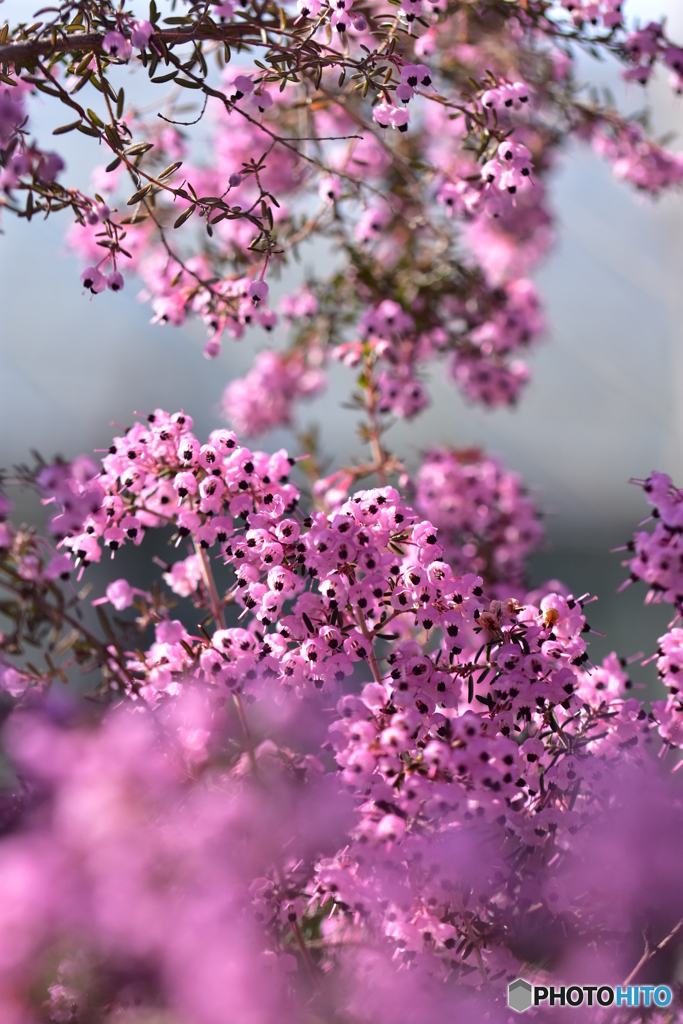 エリカの花の咲く頃
