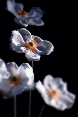 秋明菊