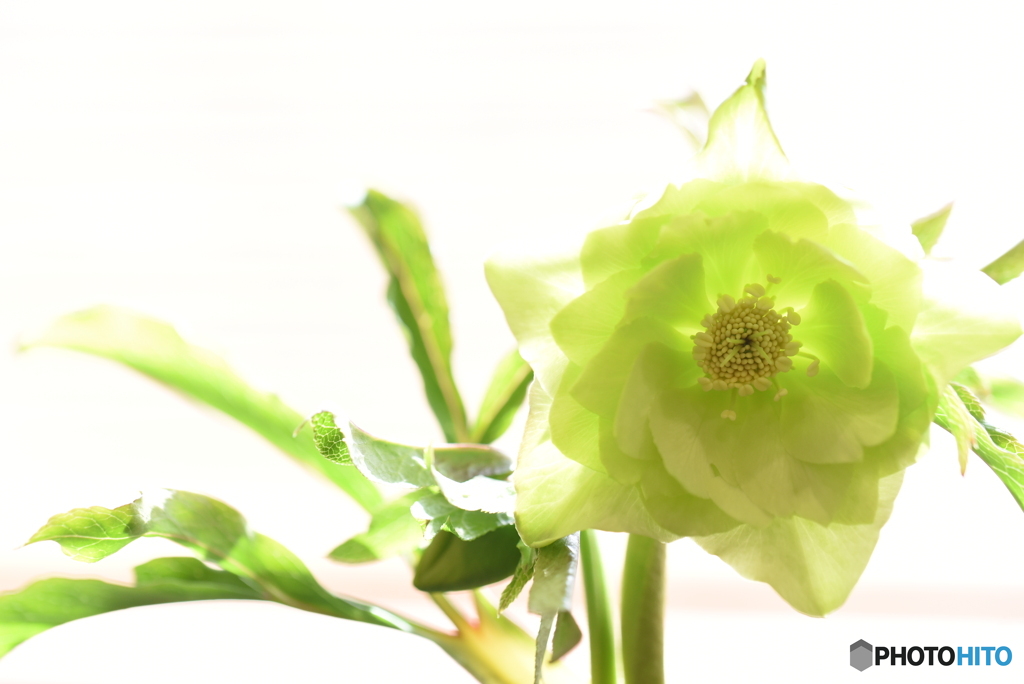 Christmas rose２