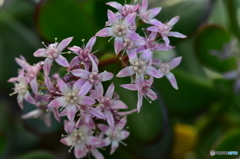 金の成る木(花)