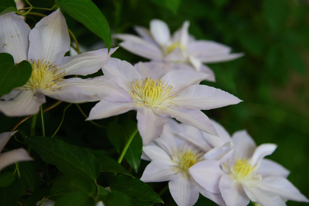 clematis