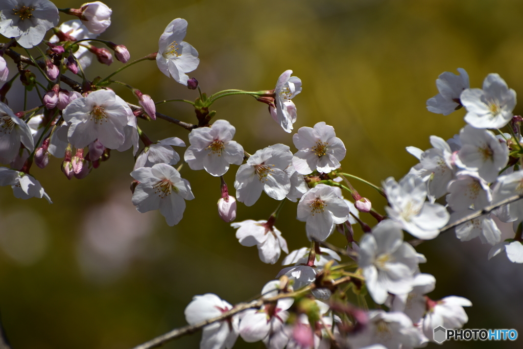 Cherry blossom