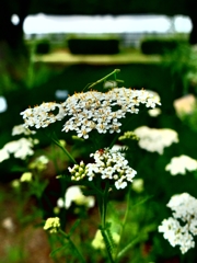 ヤローの花に小さなカマキリ