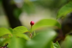 花の後には