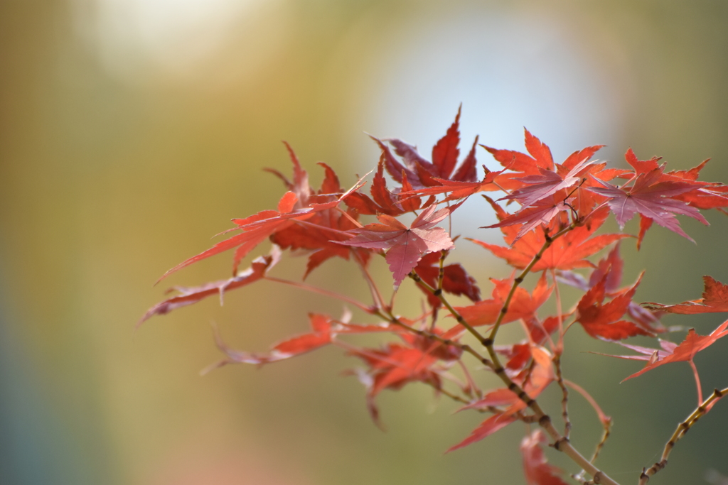 紅葉