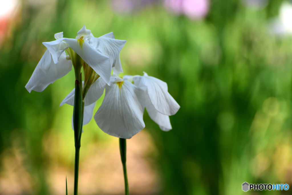 花菖蒲