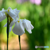花菖蒲