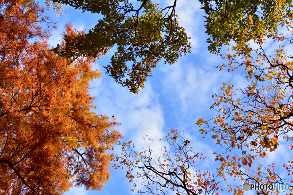 秋･･･空