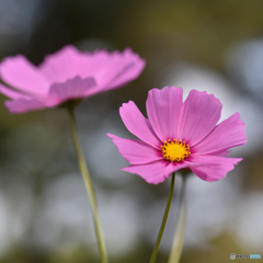 秋桜