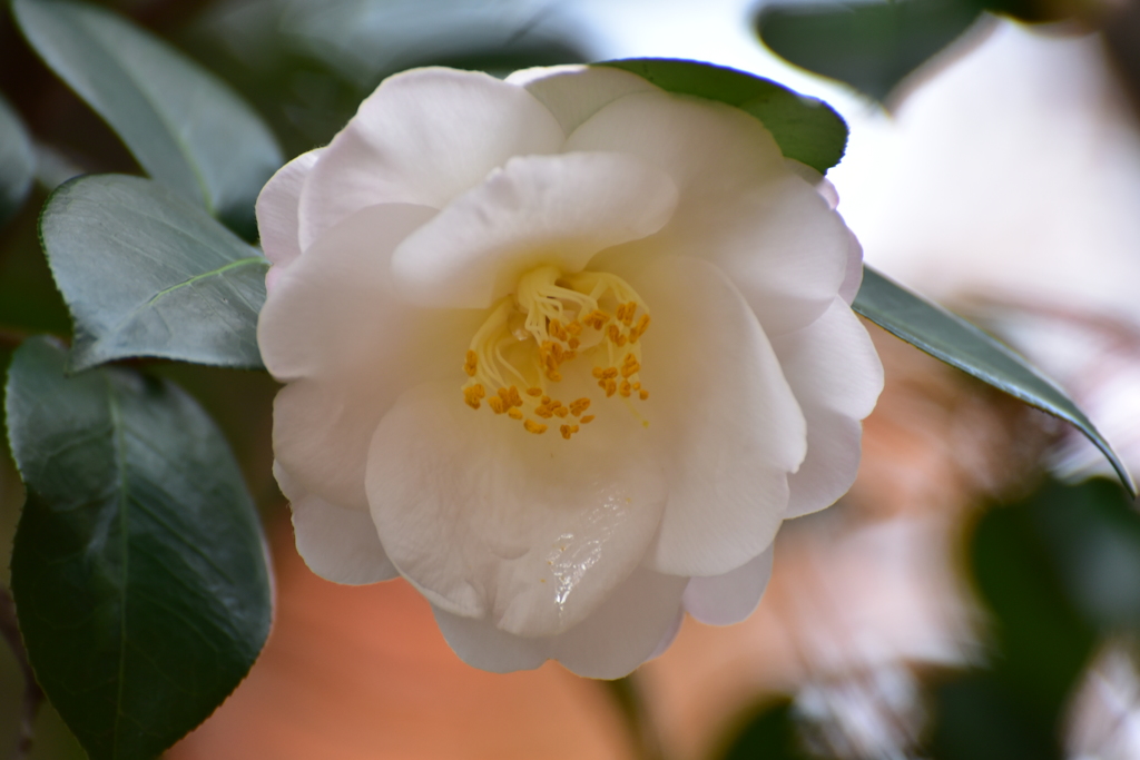 山茶花