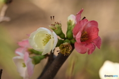 木瓜の花