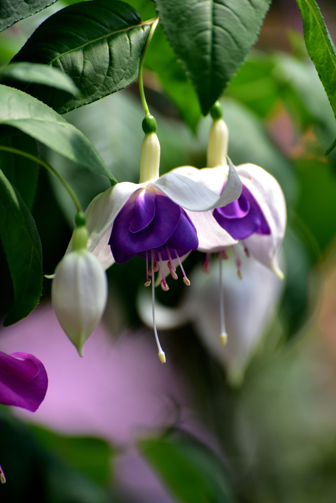 Fuchsia