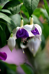 Fuchsia