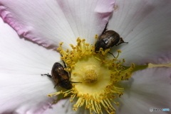 花と虫
