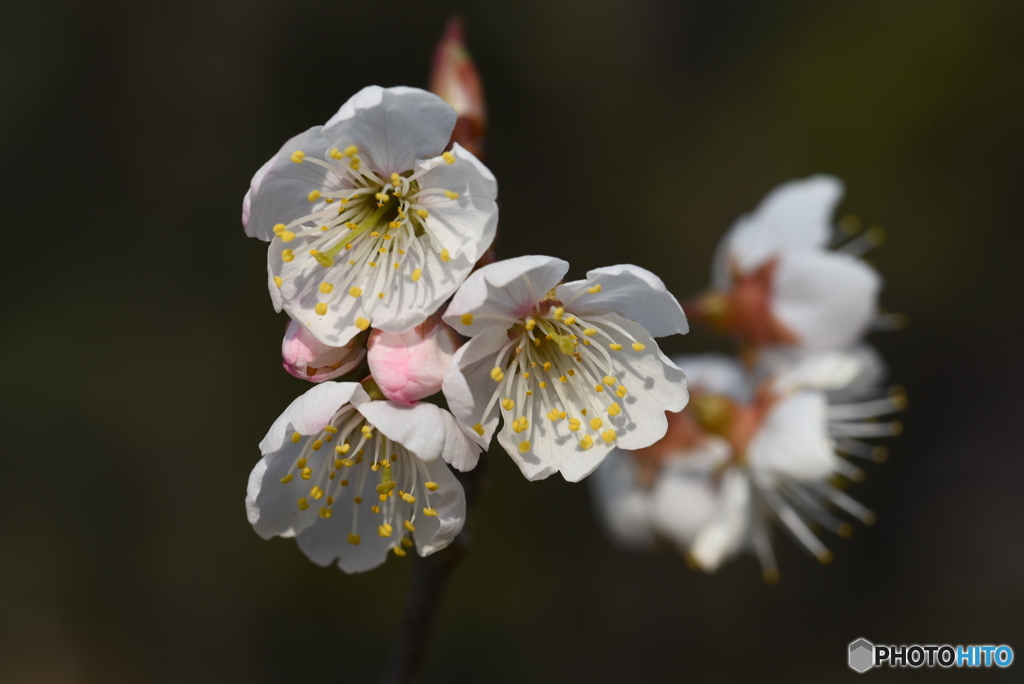 桜咲く