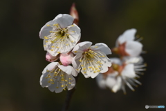 桜咲く