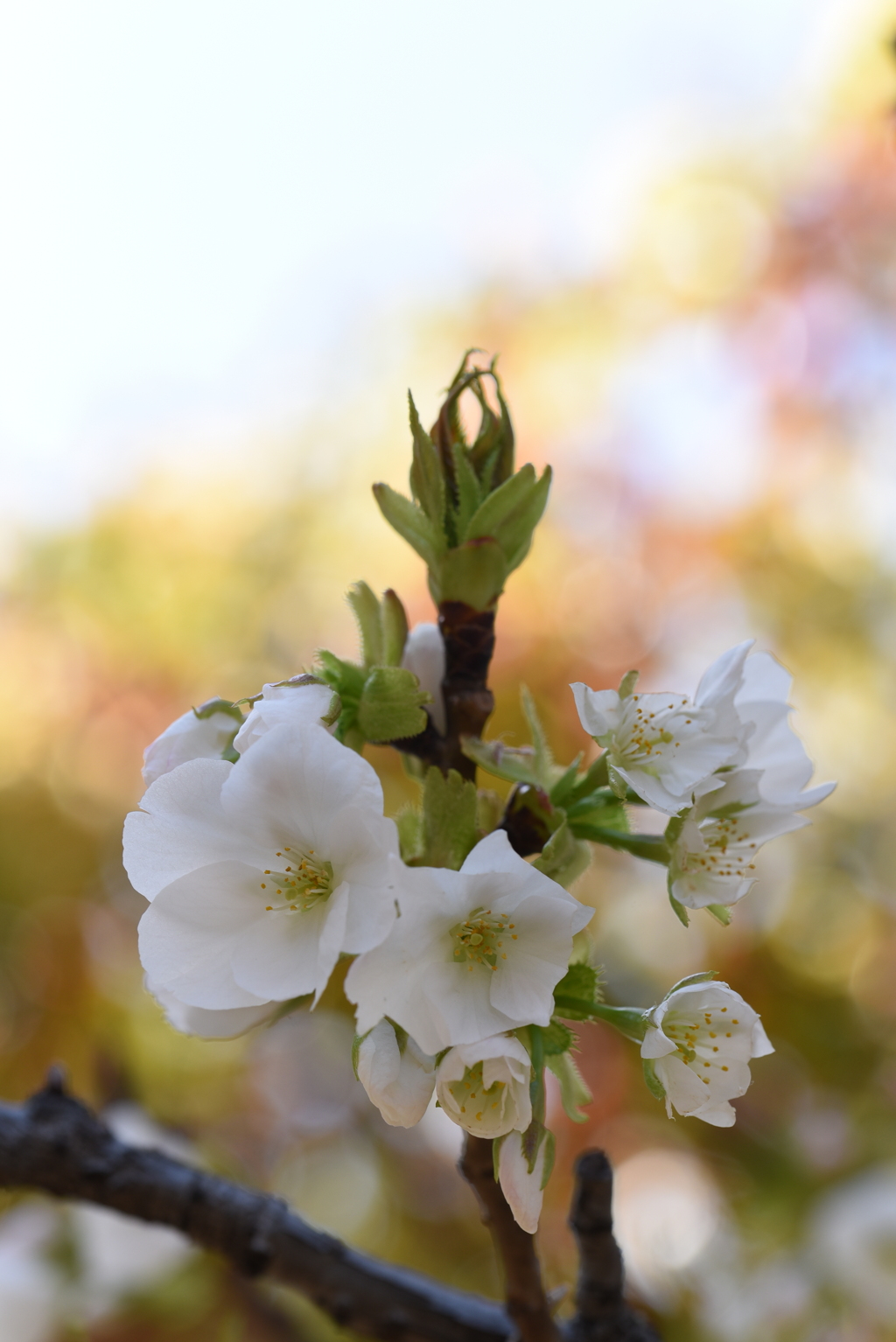 大島桜