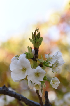 大島桜