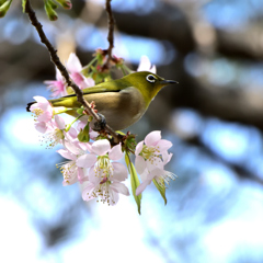 メジロとヒマラヤ桜６