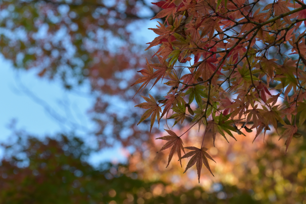 綺麗に染まらない紅葉