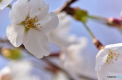 桜咲く