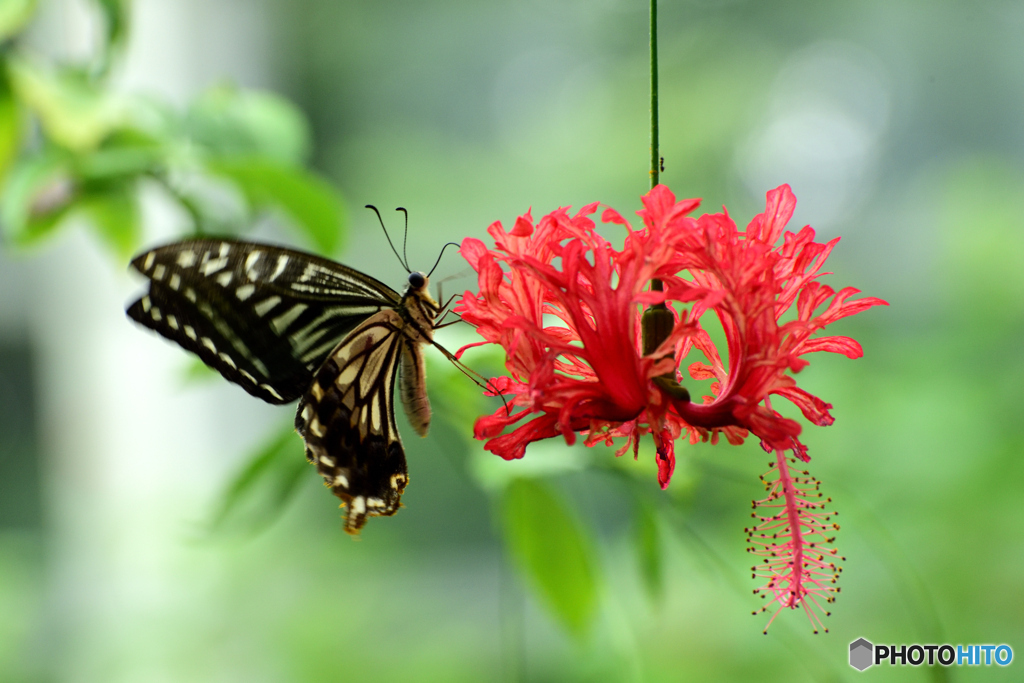 蝶と花 By オジーン Id 写真共有サイト Photohito