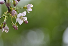 冬　桜