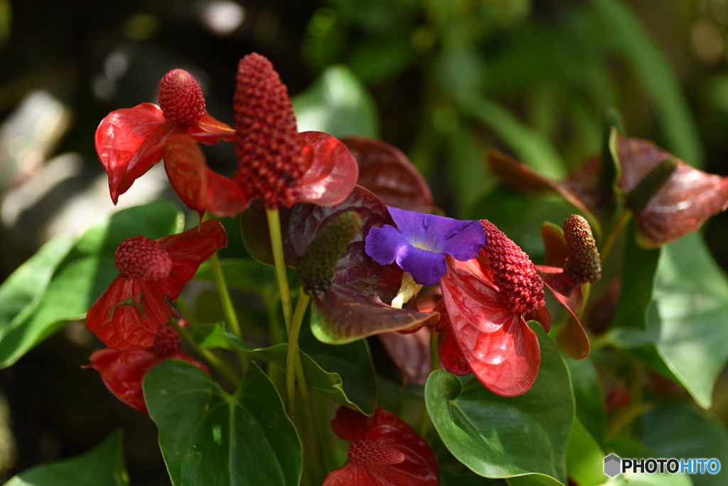 落花一輪