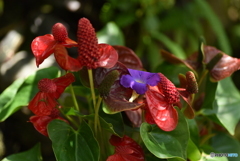 落花一輪