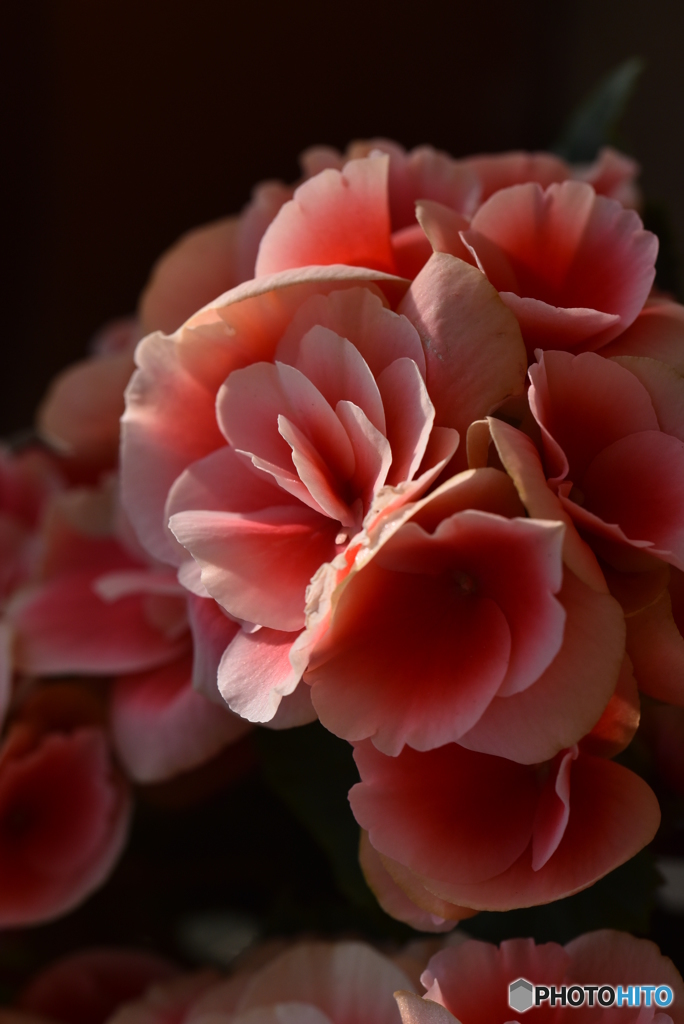 Begonia
