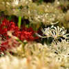 Lycoris