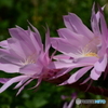 サボテンの花