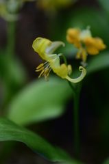 恥ずかしげに咲く花