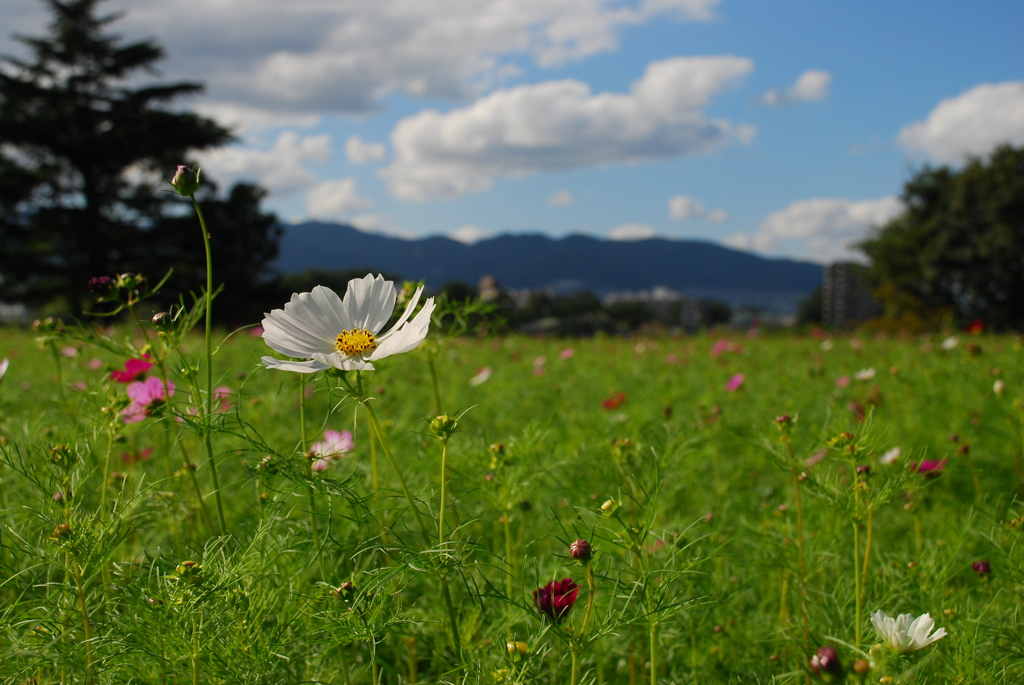 秋空と秋桜