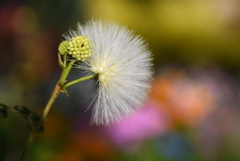 White Powederpuff
