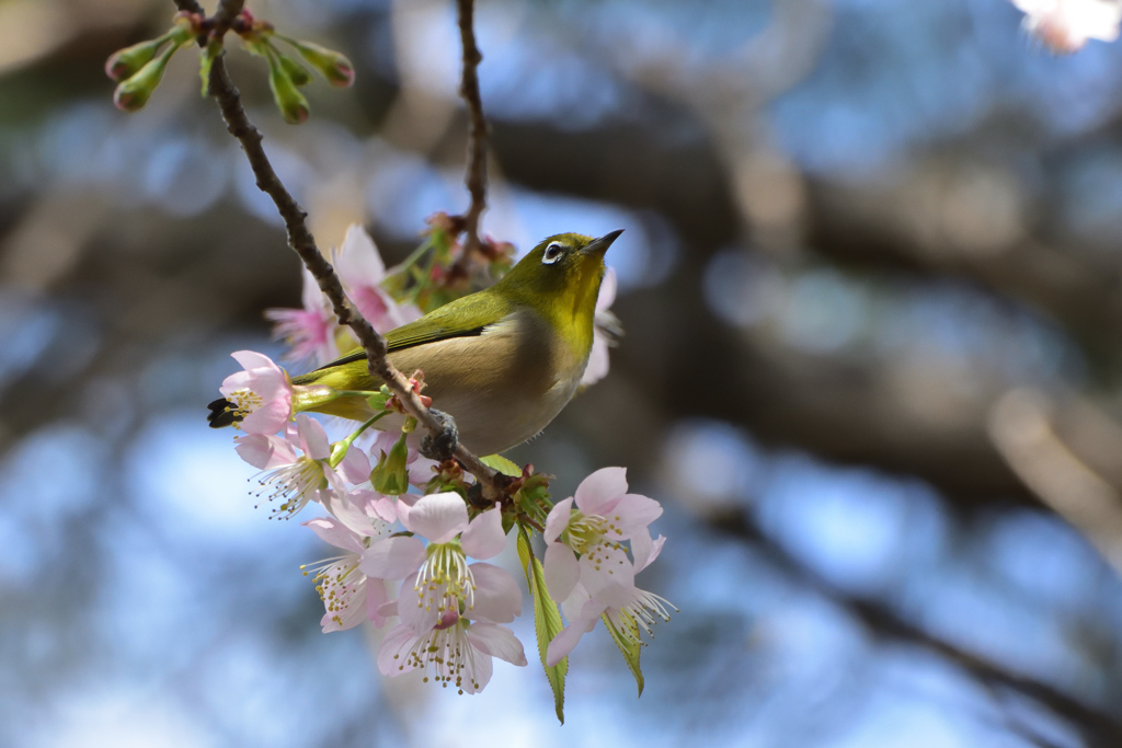メジロとヒマラヤ桜４