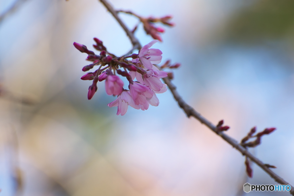 桜咲く