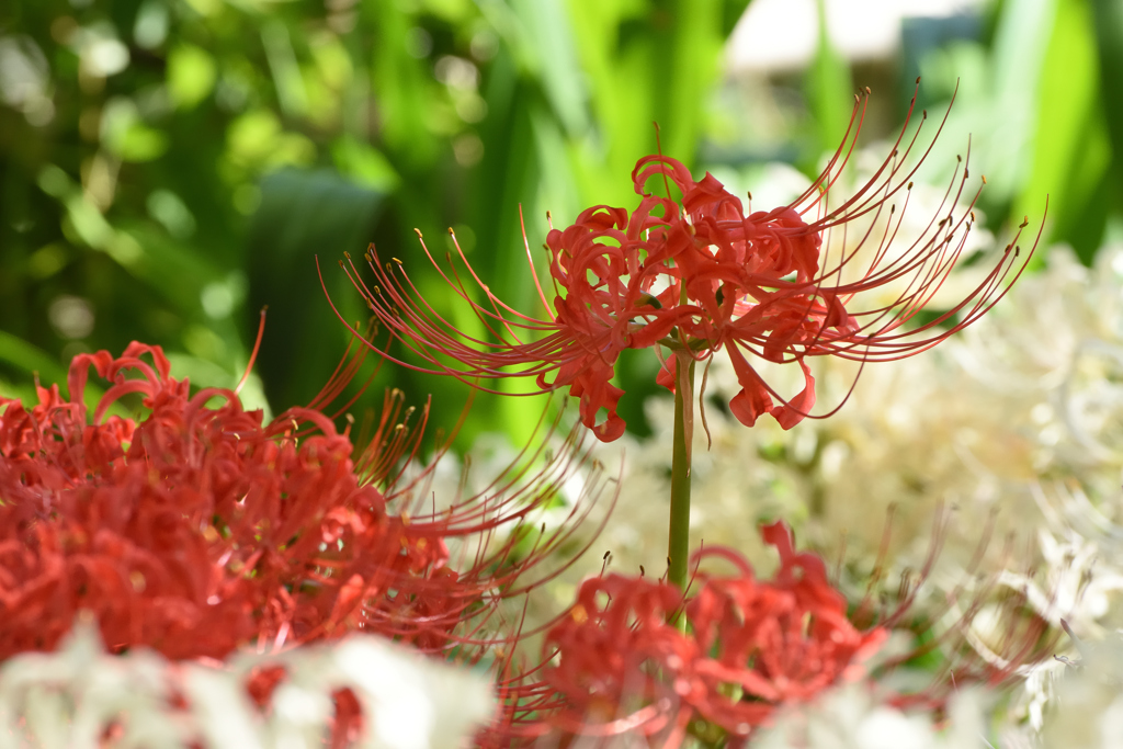 魅力的な花