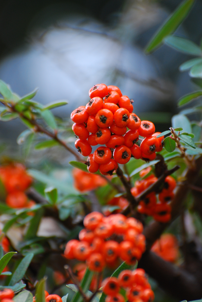 Pyracantha　1