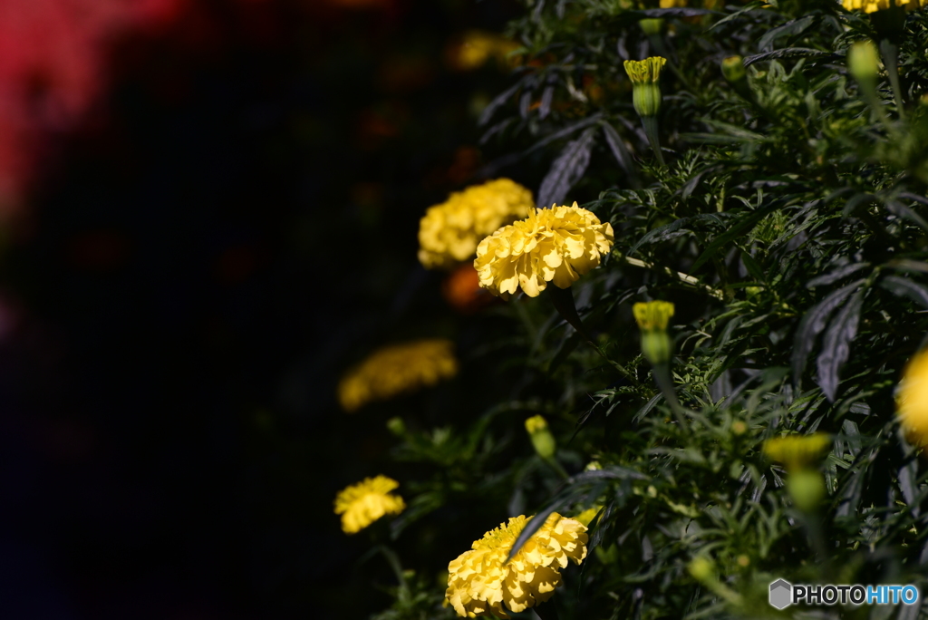 Yellow Marigold